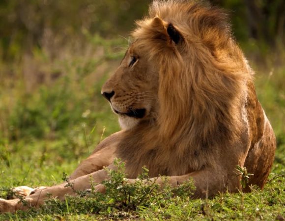 3 Days, 2 Nights Masai Mara National Reserve Safari