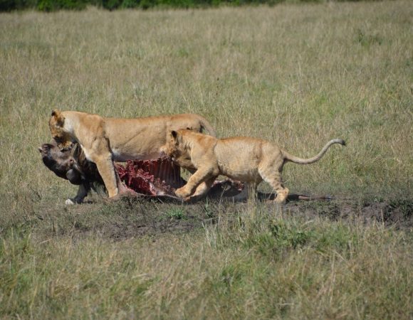 8 Days Nakuru, Masai Mara, Serengeti, Ngorongoro & Amboseli Safari