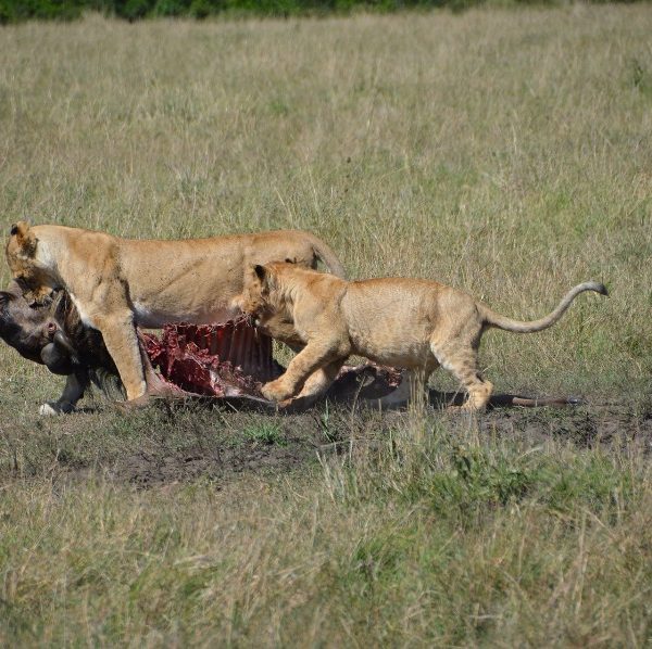 8 Days Nakuru, Masai Mara, Serengeti, Ngorongoro & Amboseli Safari