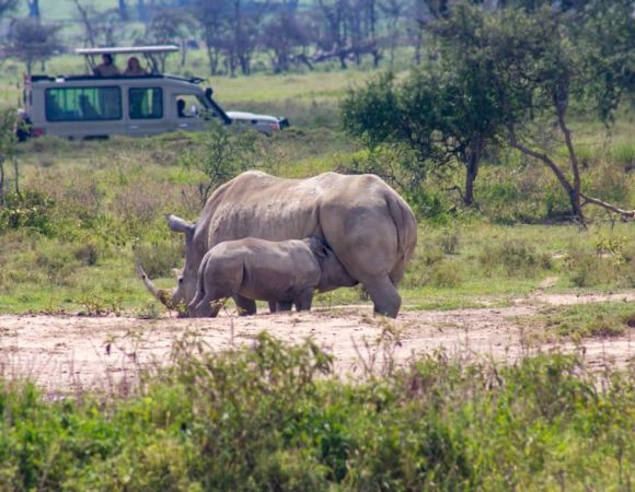 Lake Nakuru National Park Day Tour
