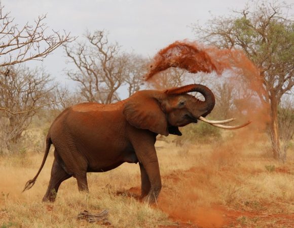 3 Days Tsavo East National Park Safari from Nairobi