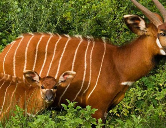 5 Days Masai Mara, Lake Nakuru & Aberdare National Park Safari
