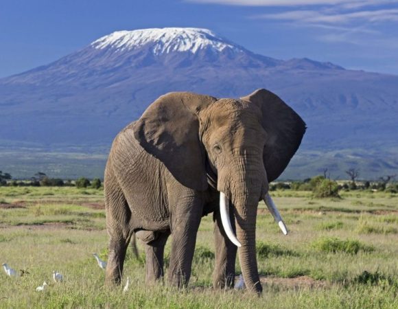 6 Days Masai Mara, Lake Nakuru & Amboseli Safari