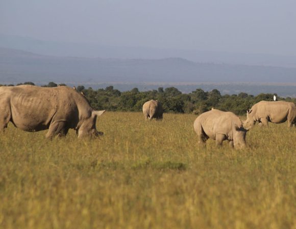 Ol Pejeta Conservancy Day Trip