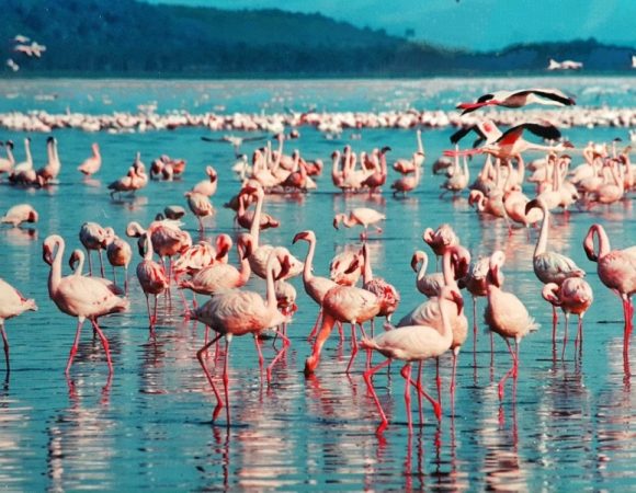 4 Days Lake Nakuru & Masai Mara Wildlife Safari