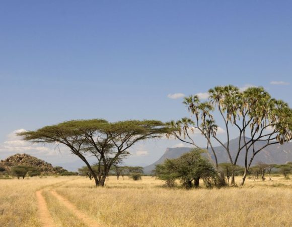 3 Days, 2 Nights Samburu National Reserve Safari