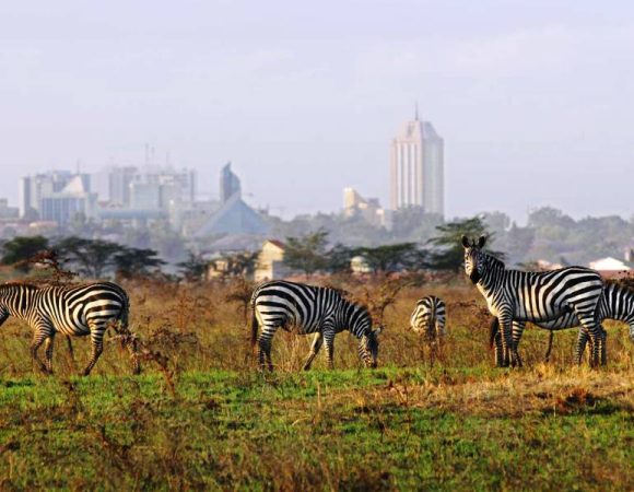 Giraffe Center, Elephant Orphanage & Nairobi National Park Day Tour