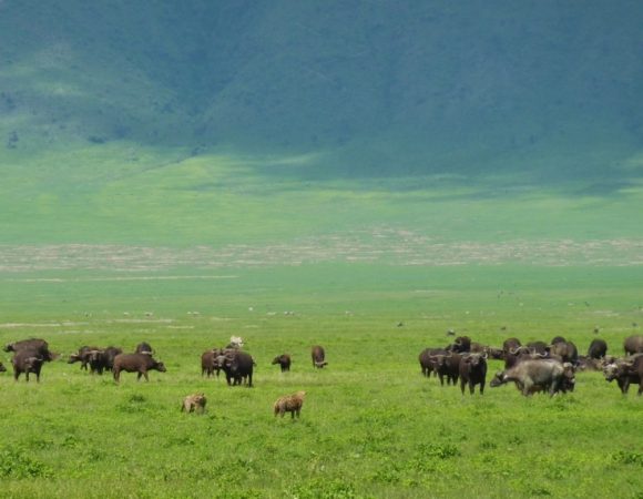 8 Days Masai Mara, Lake Manyara, Ngorongoro & Serengeti Safari