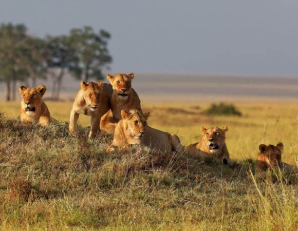 4 Days Serengeti & Ngorongoro Tanzania Camping Safari