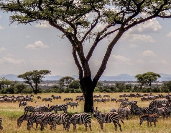 5 Days Masai Mara & Serengeti Mid Range Safari