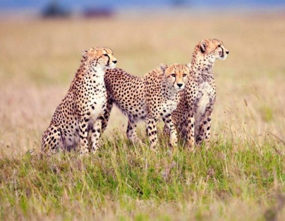 10 Days Safaris to Best of Kenya & Tanzania National Parks
