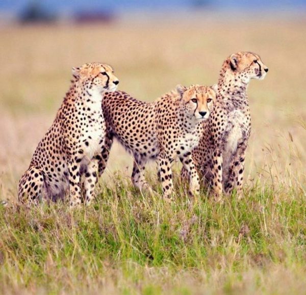 10 Days Safaris to Best of Kenya & Tanzania National Parks