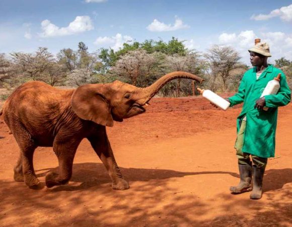 David Sheldrick Elephant Orphanage Trust & Giraffe Center Day Trip