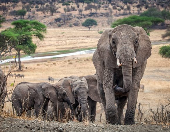 6 Days Manyara, Serengeti, Ngorongoro & Tarangire Safari