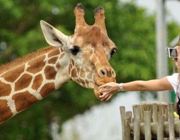Karen Blixen, Giraffe Center & Bomas of Kenya Day Tour