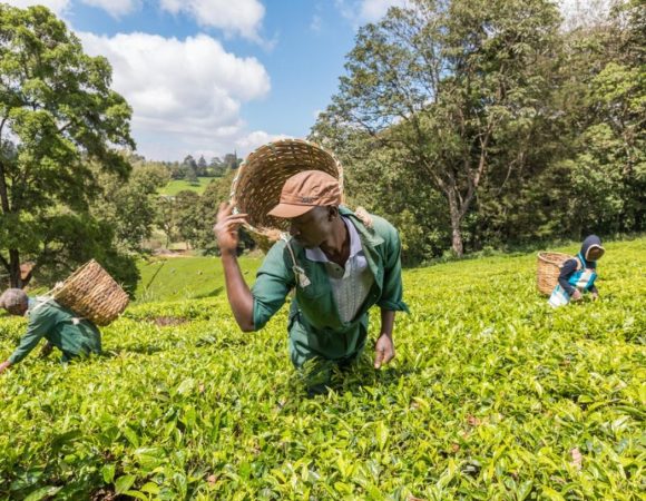 Kiambethu Tea Farm Day Tour from Nairobi