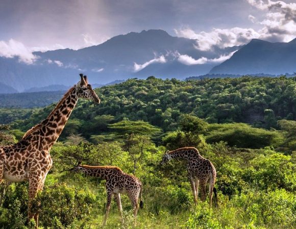 9 Days Arusha, Manyara, Serengeti, Ngorongoro & Tarangire Safari